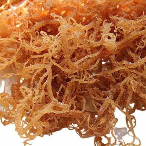 Close-up of wildcrafted sea moss from St. Lucia with detailed natural texture and golden brown color